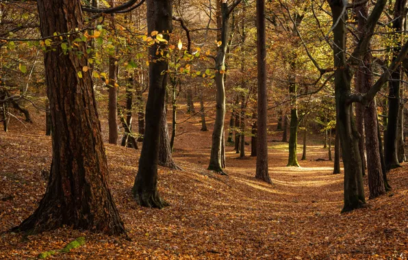 Картинка осень, лес, свет, деревья, парк, стволы, листва, листопад, тропинка