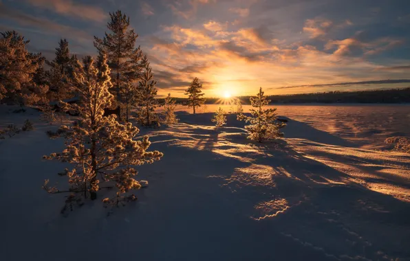 Картинка зима, солнце, рассвет, елки, тень, утро, мороз