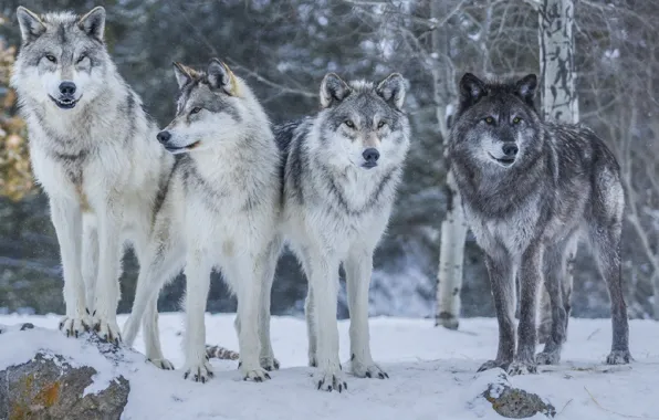 Картинка природа, волки, nature, animal, for, woles