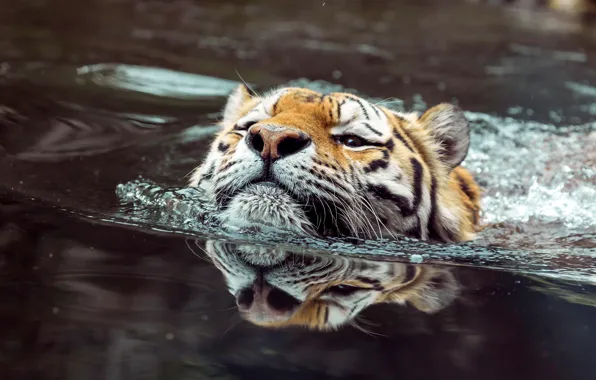 Картинка взгляд, морда, вода, тигр, отражение, купание, водоем, плавание, плывет