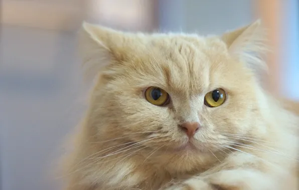 Картинка кошка, белый, кот, взгляд, портрет, белая, желтые глаза