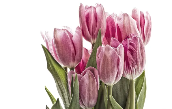 Картинка тюльпаны, белый фон, розовые