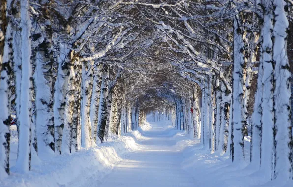 Картинка зима, снег, деревья, пейзаж, природа, аллея, берёзы
