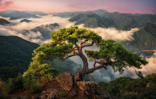 Картинка облака, пейзаж, горы, природа, дерево, леса, сосна, Южная Корея