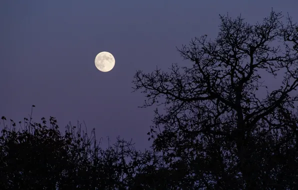 Картинка небо, деревья, ночь, природа, луна, Орегон, США, полнолуние