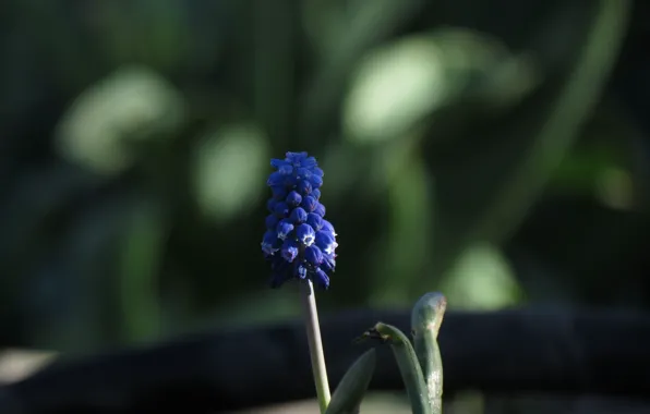 Картинка цветок, фиолетовый, весна, мускари армянский