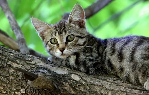 Картинка кошка, взгляд, зеленый, котенок, серый, фон, ветка, кора, котёнок, полосатый