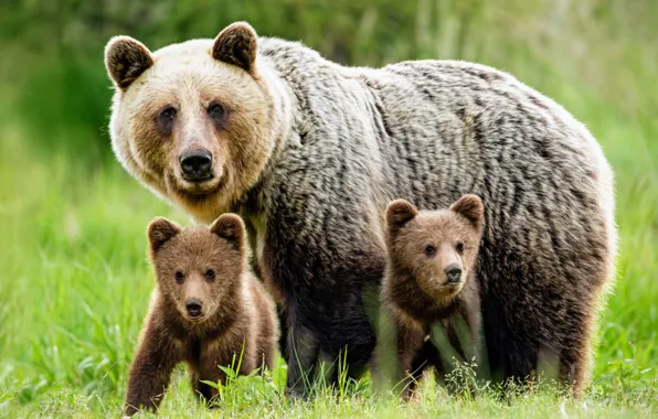 Картинка медвежата, медведица, мать