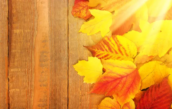 Картинка осень, листья, фон, доски, colorful, клен, wood, background, autumn, leaves, осенние, maple