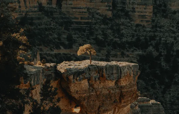 Картинка природа, обрыв, дерево, скалы, каньон