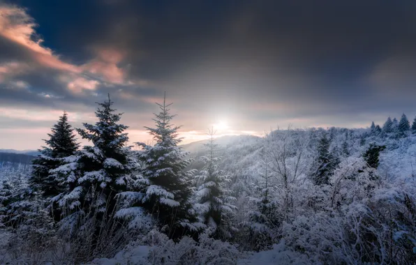 Картинка зима, солнце, снег, природа, елки
