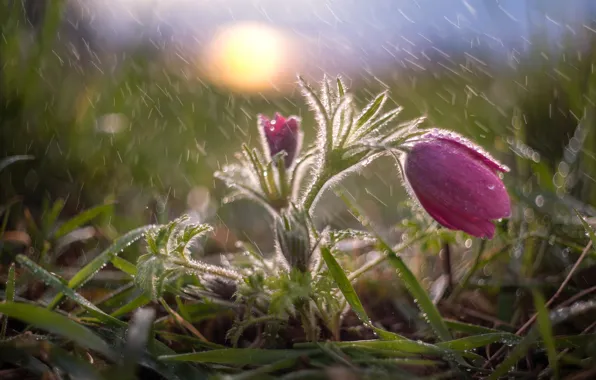 Картинка трава, вода, капли, макро, природа, дождь, весна, первоцвет, сон-трава, анемон