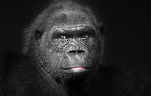 Картинка портрет, обезьяна, Gorila