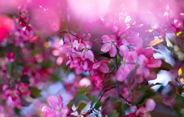 Картинка листья, цветы, ветки, весна, розовые, яблоня, цветение, боке, в цвету, яблоневый цвет
