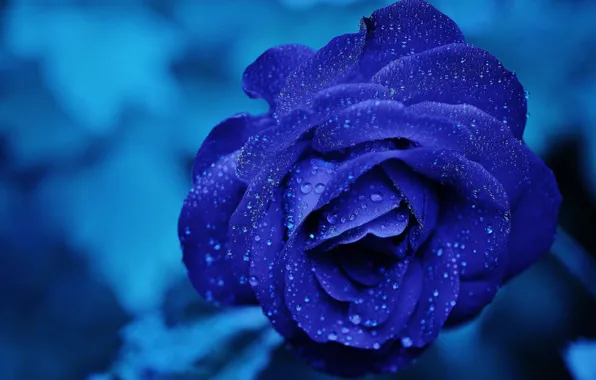 Картинка цветок, вода, капли, макро, синий, роза