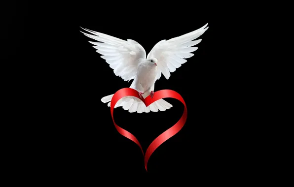 Картинка белый, птица, сердце, голубь, крылья, перья, лента, черный фон, красная, День святого Валентина
