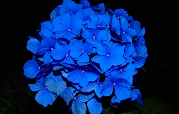 Картинка черный фон, black background, синие цветы, blue flowers, гидрангия, Гортензия крупнолистная, Large - leaved hydrangea