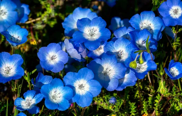 Картинка природа, луг, синие цветы
