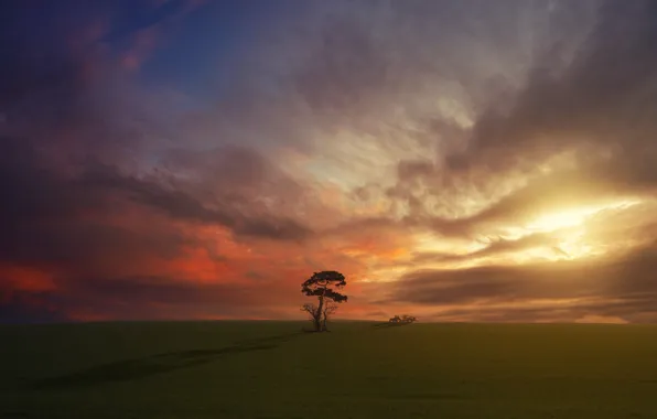 Картинка поле, облака, закат, дерево, трактор, сосна