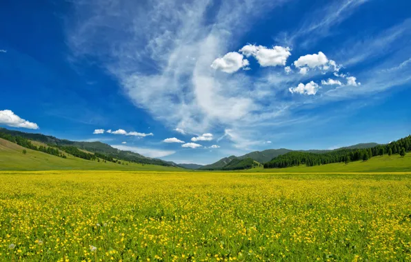 Картинка поле, лес, лето, небо, облака, цветы, горы, синева, холмы, склоны, весна, даль, желтые, луг, простор, …