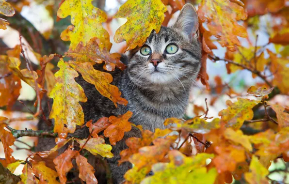 Картинка осень, кошка, взгляд, листья, ветки, котенок, серый, дерево, листва, полосатый, краски осени, дуб, дубовые, осенние …