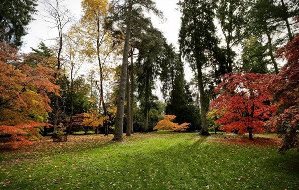 Картинка осень, трава, листья, деревья, парк, Великобритания, Westonbirt Arboretum