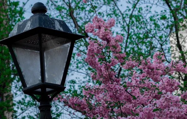 Картинка япония, весна, сакура, фонарь