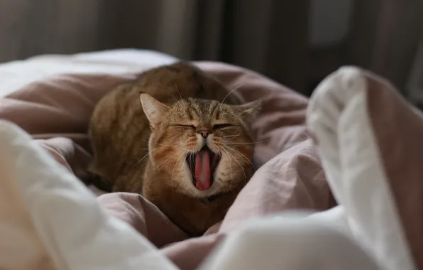 Картинка зевает, полосатая кошка, лежит на постели