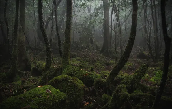 Картинка лес, деревья, природа, мох, Япония, остров Якусима