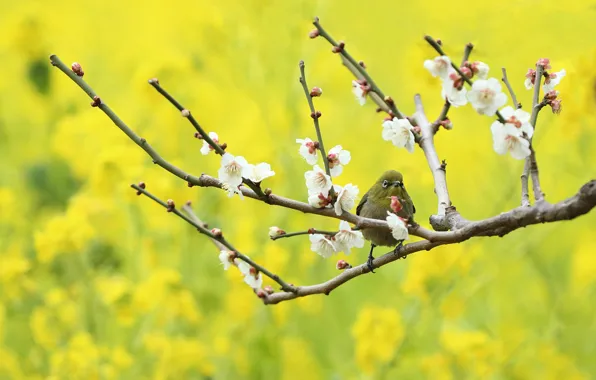Картинка цветы, ветки, птица, весна, японская белоглазка