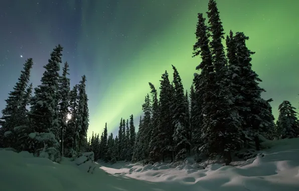 Картинка зима, лес, снег, пейзаж, ночь, природа, красота, ели, ёлки, северное сеяние