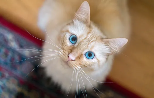 Картинка кошка, кот, взгляд, мордочка, голубые глаза, боке, котейка