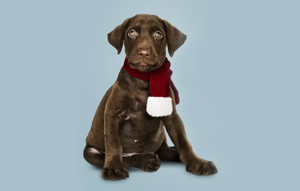 Картинка собака, Новый Год, Рождество, щенок, лабрадор, Christmas, puppy, dog, New Year, cute, Merry