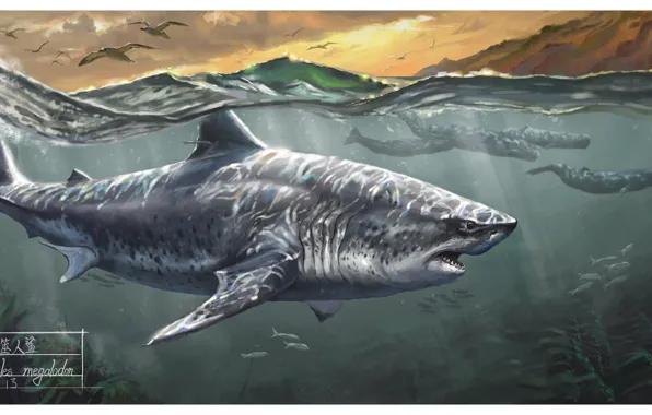Картинка Shark, Whales, Megalodon