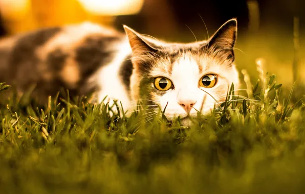 Картинка кошка, лето, трава, кот, взгляд, морда, свет, охота, зоркий глаз