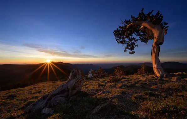 Картинка дерево, рассвет, утро, США, коряга, Colorado