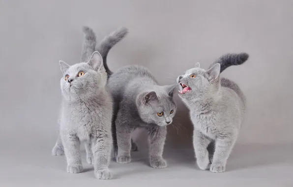 Картинка кошки, котенок, фон, котята, серые, трио, фотосессия, три котенка, мордашки, британские, мяукает, смотрят вверх