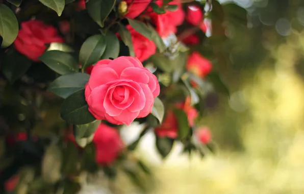 Картинка флора, flora, красота природы, розовый цветок, pink flower, natural beauty, камелия японская, Andrey Grushnikov, japanese …