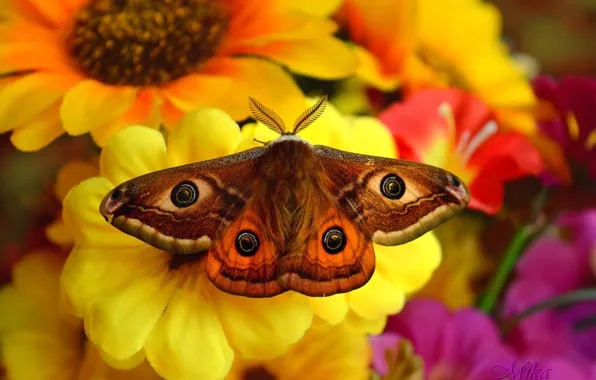 Картинка Макро, Цветы, Бабочка, Flowers, Macro, Butterfly