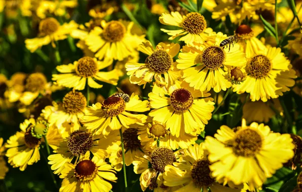 Картинка цветы, яркие, желтые, пчелы, клумба, много, боке, гелениум