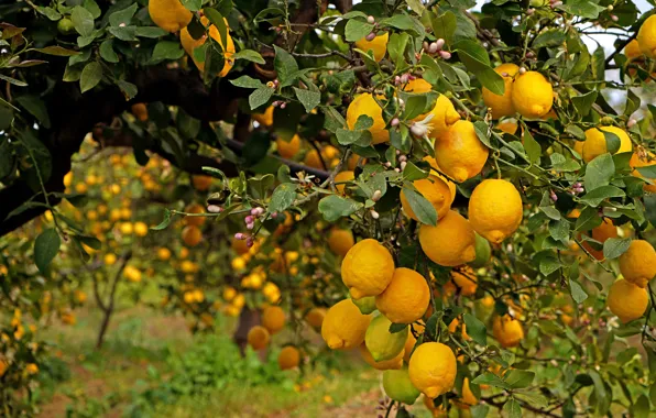 Картинка дерево, фрукты, лимоны