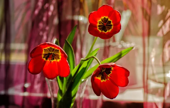 Картинка лепестки, тюльпаны, ваза, трио, боке, красные тюльпаны