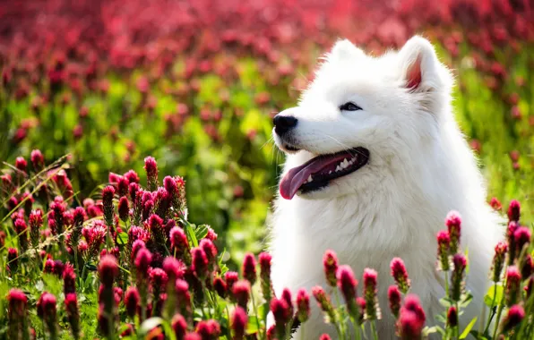 Картинка цветы, собака, самоед