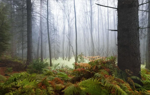Картинка лес, Германия, Zauberwald