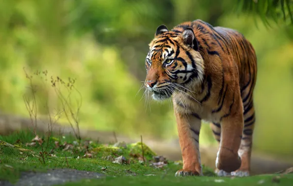 Картинка взгляд, природа, тигр, прогулка