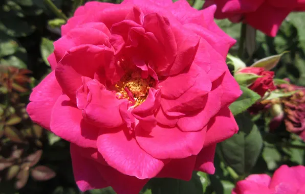 Картинка роза, розовая роза, Meduzanol ©, лето 2018