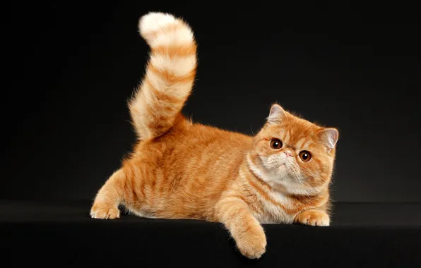 Картинка кошка, взгляд, поза, темный фон, котенок, рыжий, мордочка, хвост, экстремал, фотостудия