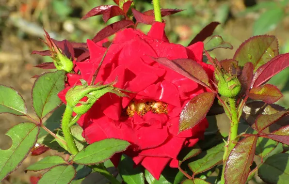 Картинка роза, куст, красная, Meduzanol ©, лето 2018