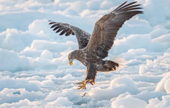 Картинка зима, птица, крылья, лёд, ястреб, Орлан-белохвост