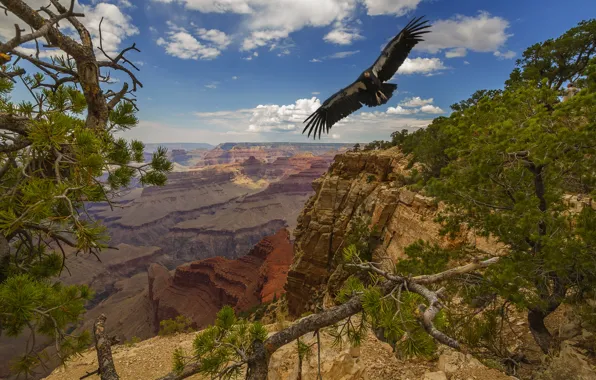 Картинка деревья, пейзаж, природа, птица, США, Гранд-Каньон, национальный парк, Grand Canyon, National Park, кондор